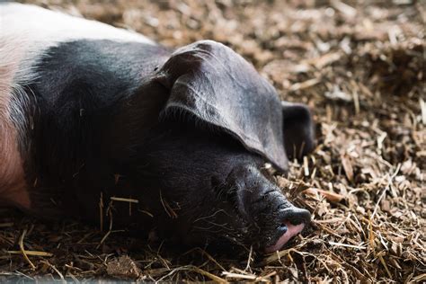 good reasons for raising spotted poland china hogs